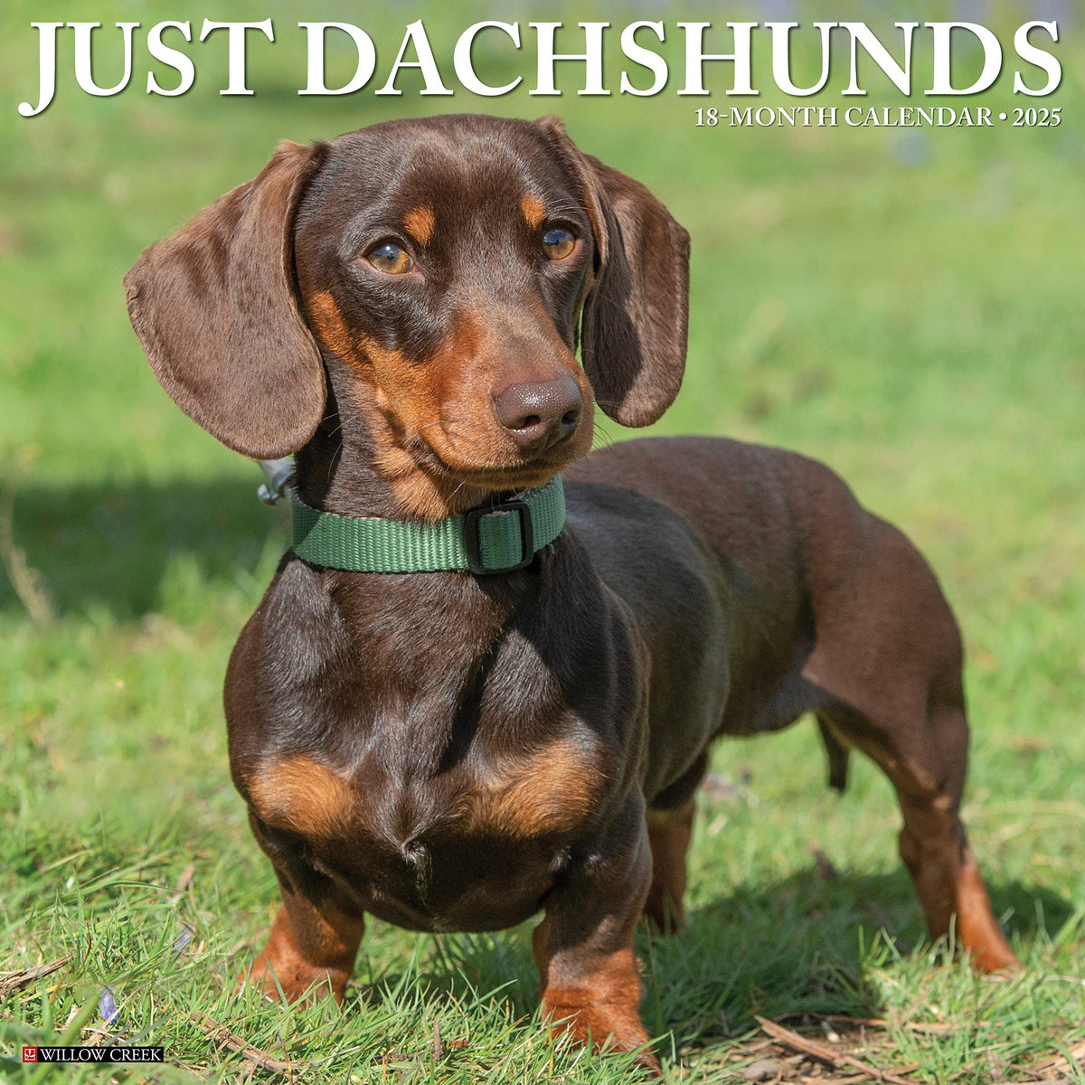 Dachshunds 2025 Wall Calendar Willow Creek Press