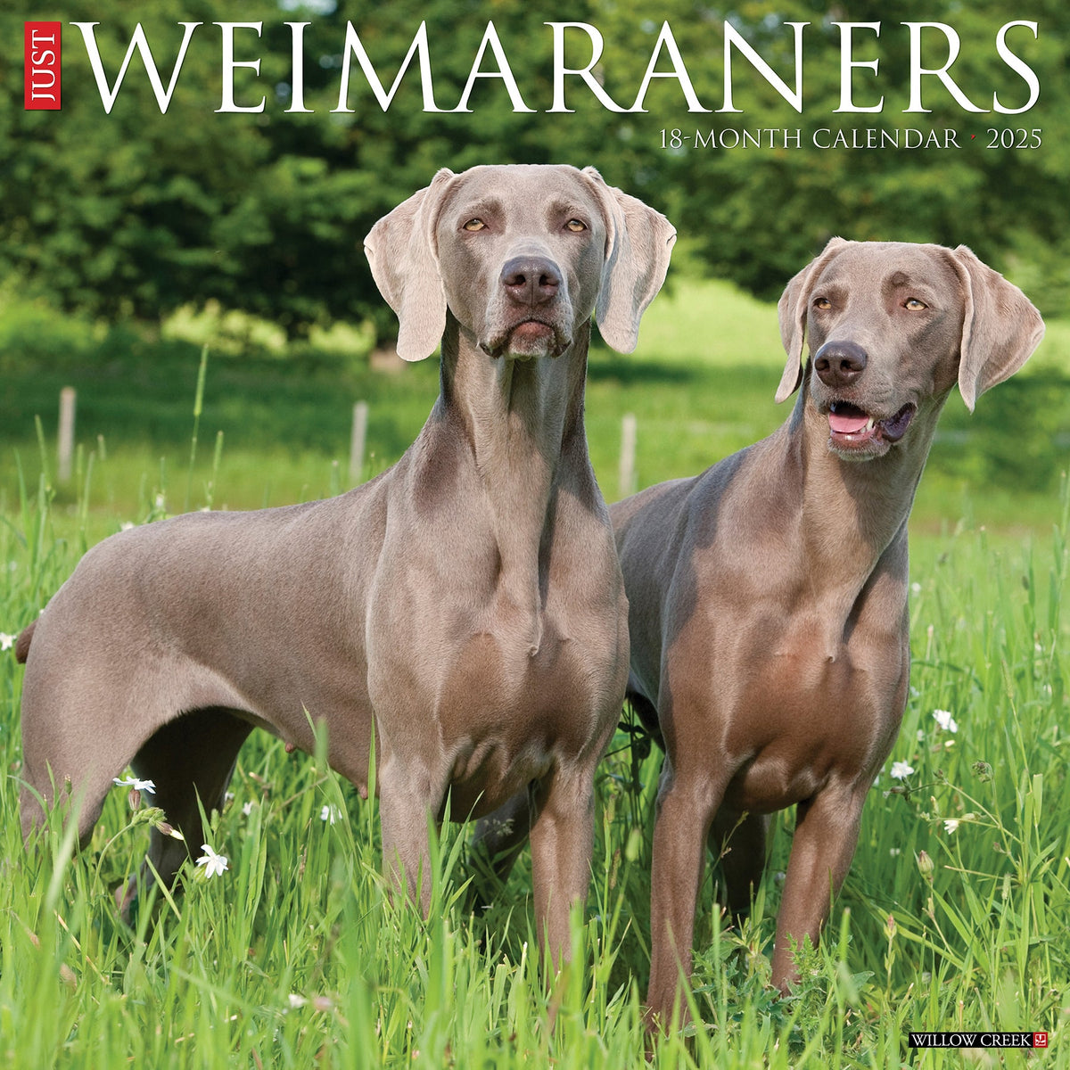 Weimaraners 2025 Wall Calendar Willow Creek Press