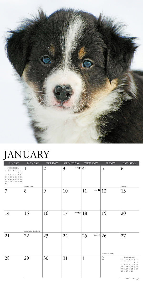 Just Border Collie Puppies 2023 Wall by Willow Creek Press