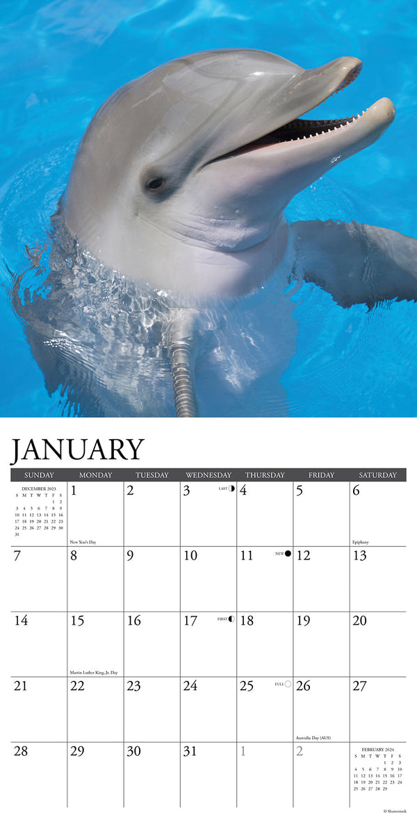 9781645914211 Dolphins WWF 2024 Wall Calendar Calendar Ink