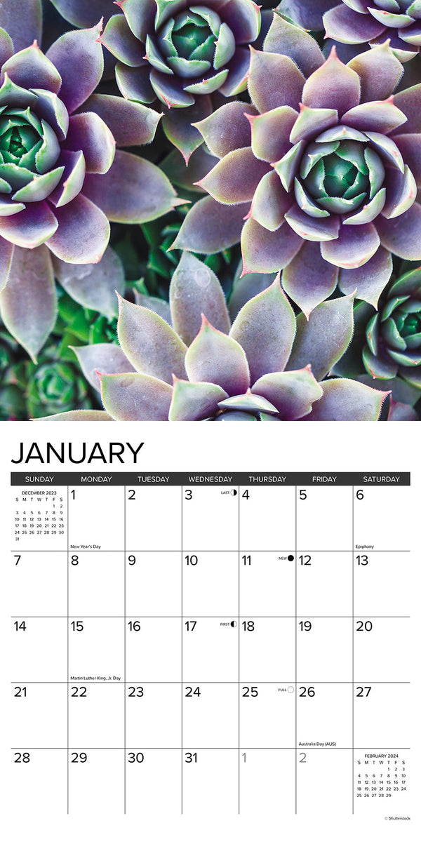 Succulents 2024 Wall Calendar Willow Creek Press