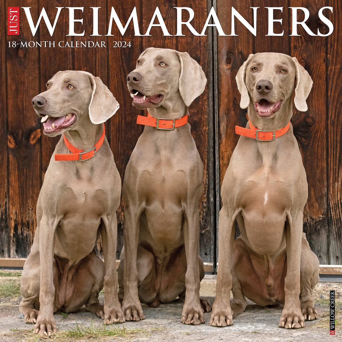 Weimaraner best sale dachshund mix