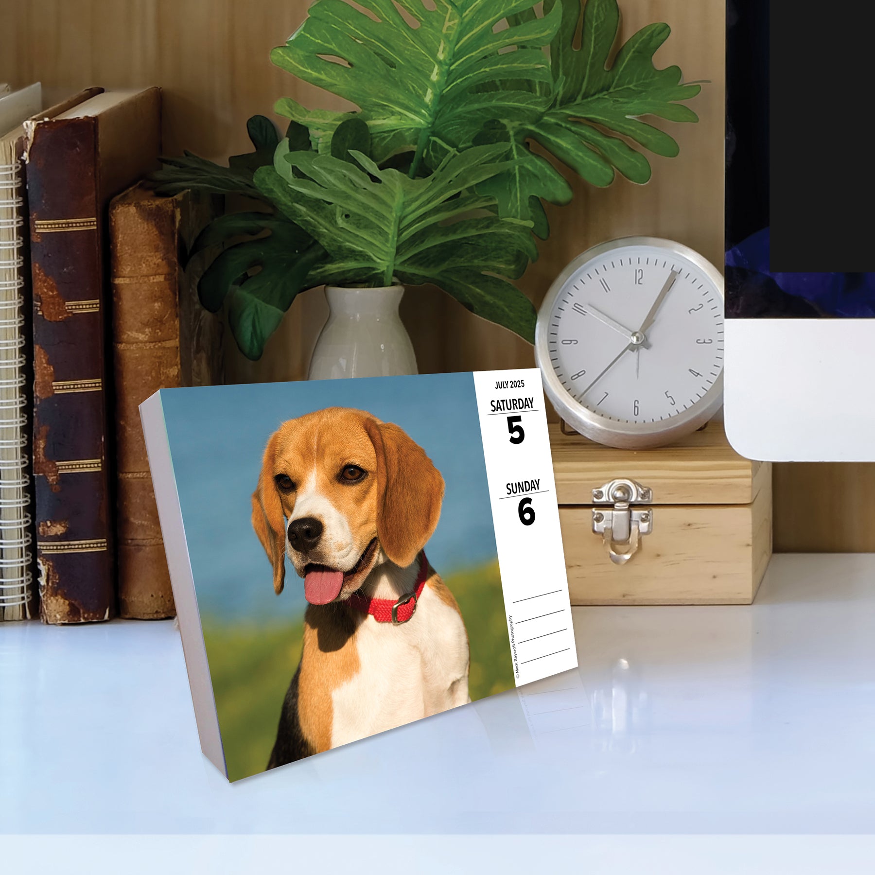 Just Beagles 2025 Box Calendar