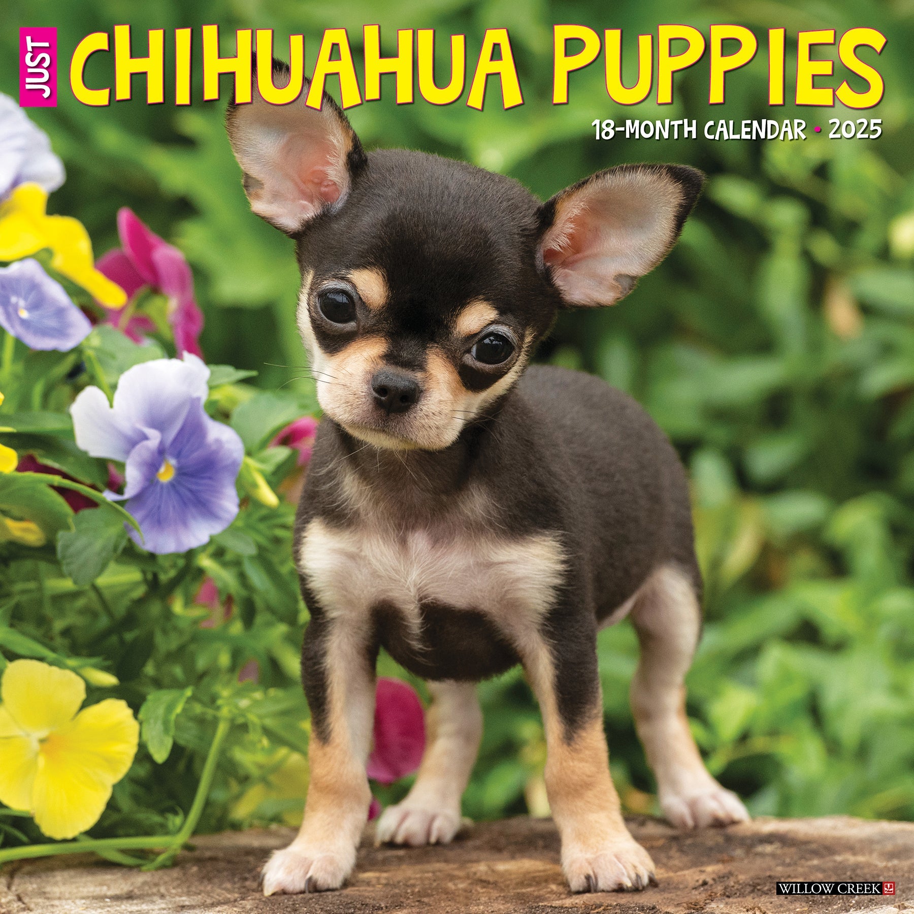 Teacup retailers applehead chihuahua for sale near me