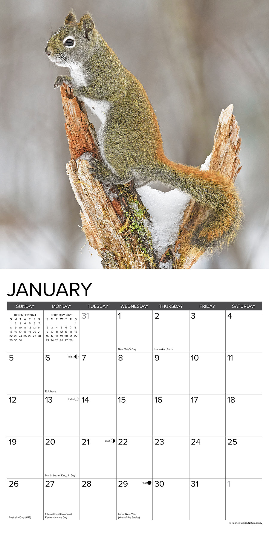 Squirrels 2025 Wall Calendar Willow Creek Press