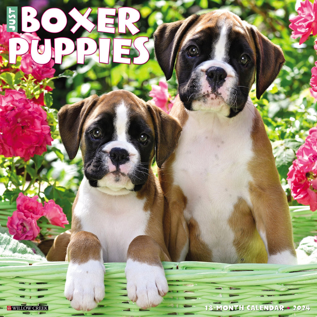 File:Boxer dog stand.jpg - Wikimedia Commons