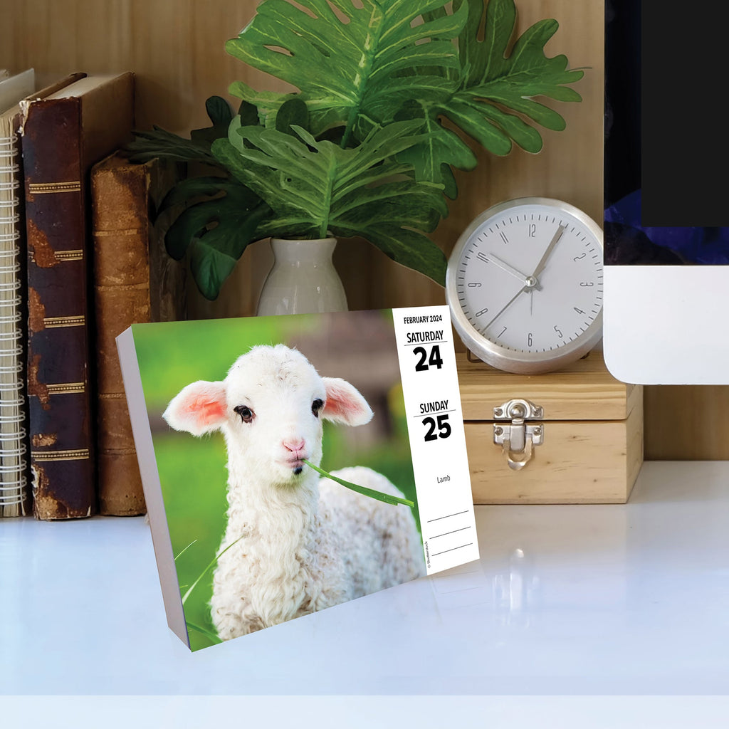 WILLOW CREEK PRESS - Calendrier 2024 Animaux de Compagnie - Paddock Animal